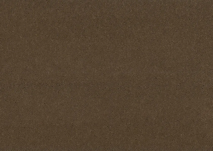 Bonaparte Montana 449